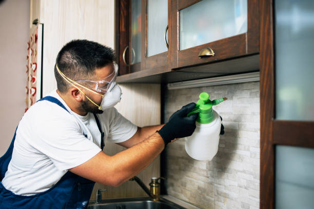 Best Wasp Removal Services  in Coralville, IA